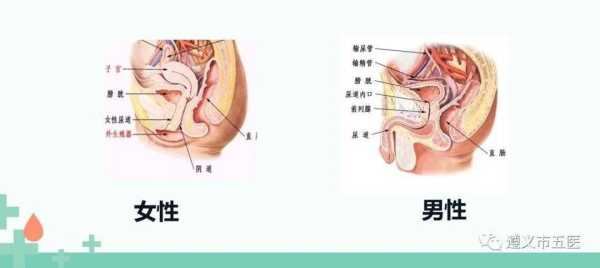 尿路感染对胎儿有影响吗（孕晚期尿路感染会对胎儿有影响吗）  第2张