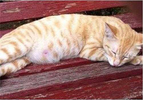 猫咪怀孕不显肚子正常吗,孕期不显肚子的穿搭 第2张 猫咪怀孕不显肚子正常吗,孕期不显肚子的穿搭 第2张