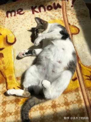 猫咪怀孕不显肚子正常吗,孕期不显肚子的穿搭 第1张 猫咪怀孕不显肚子正常吗,孕期不显肚子的穿搭 第1张