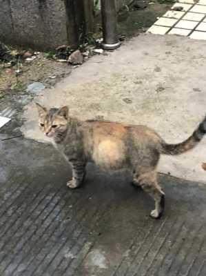 猫咪怀孕不显肚子正常吗,孕期不显肚子的穿搭 第3张 猫咪怀孕不显肚子正常吗,孕期不显肚子的穿搭 第3张