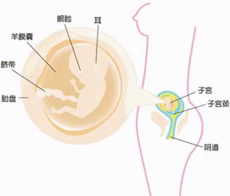 胎儿胰腺（胎儿胰腺什么时候发育）  第3张