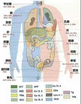 胎儿胰腺（胎儿胰腺什么时候发育）  第1张