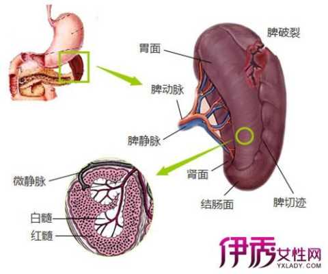 胎儿脾肿大(胎儿脾肿大的原因和危害) 第2张 胎儿脾肿大(胎儿脾肿大的原因和危害) 第2张