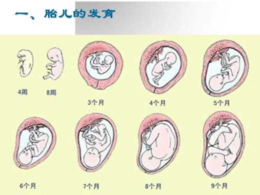胎儿在母体中(胎儿在母体中的发育场所是) 第2张 胎儿在母体中(胎儿在母体中的发育场所是) 第2张