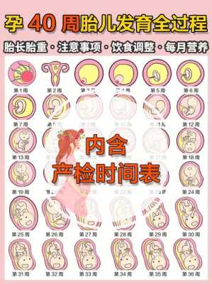怀孕31周胎儿发育标准(孕35周胎儿出生会怎样的呢?要怎么预防早产的) 第2张 怀孕31周胎儿发育标准(孕35周胎儿出生会怎样的呢?要怎么预防早产的) 第2张