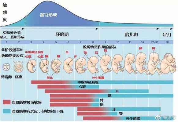 胎儿神经管发育时间(胎儿的神经管发育是什么时候) 第2张 胎儿神经管发育时间(胎儿的神经管发育是什么时候) 第2张