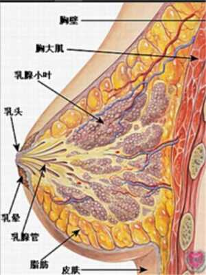 孕期乳晕鼓（孕期乳晕鼓得很大图片）  第2张