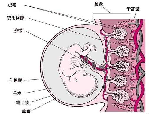 胎儿脐带什么时候形成(胎儿脐带什么时候形成胎盘) 第3张 胎儿脐带什么时候形成(胎儿脐带什么时候形成胎盘) 第3张