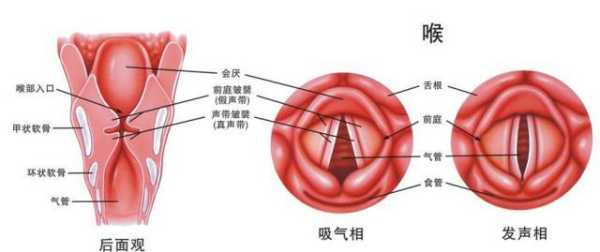 胎儿声带(胎儿声带什么时候发育) 第1张 胎儿声带(胎儿声带什么时候发育) 第1张