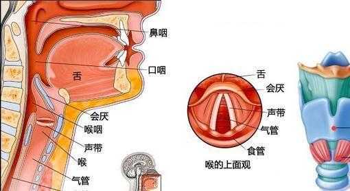 胎儿声带(胎儿声带什么时候发育) 第2张 胎儿声带(胎儿声带什么时候发育) 第2张