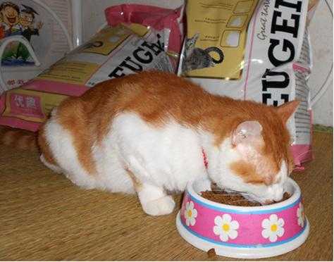 怀孕的猫吃什么,怀孕期吃啥吐啥要怎样解决 第3张 怀孕的猫吃什么,怀孕期吃啥吐啥要怎样解决 第3张