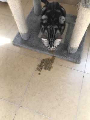 怀孕的猫吃什么,怀孕期吃啥吐啥要怎样解决 第1张 怀孕的猫吃什么,怀孕期吃啥吐啥要怎样解决 第1张