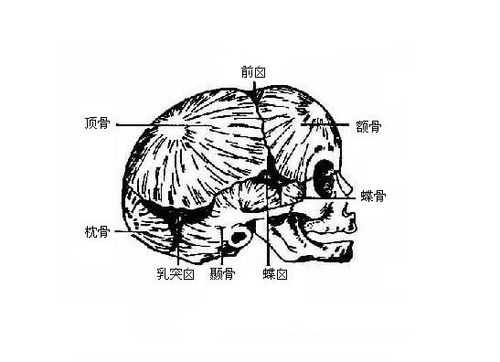 胎儿颅骨图(胎儿颅骨图片) 第2张 胎儿颅骨图(胎儿颅骨图片) 第2张
