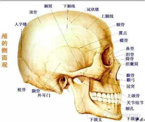 胎儿颅骨图(胎儿颅骨图片) 第3张 胎儿颅骨图(胎儿颅骨图片) 第3张