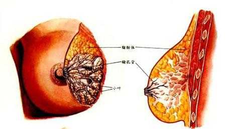孕期乳房分泌物(孕期乳房分泌物) 第2张 孕期乳房分泌物(孕期乳房分泌物) 第2张
