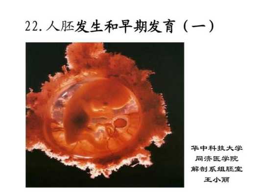 顽强的胎儿(顽强的胎儿说明什么) 第3张 顽强的胎儿(顽强的胎儿说明什么) 第3张