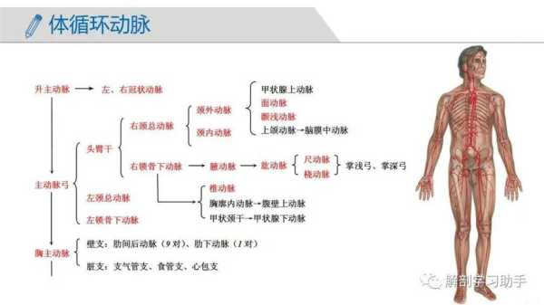脉组词和部首,胎儿脉动脉sd正常值 第2张 脉组词和部首,胎儿脉动脉sd正常值 第2张