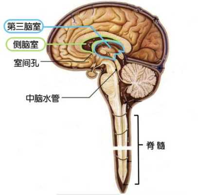 孕期胎儿脑积水的原因(孕期胎儿脑积水的原因) 第2张 孕期胎儿脑积水的原因(孕期胎儿脑积水的原因) 第2张