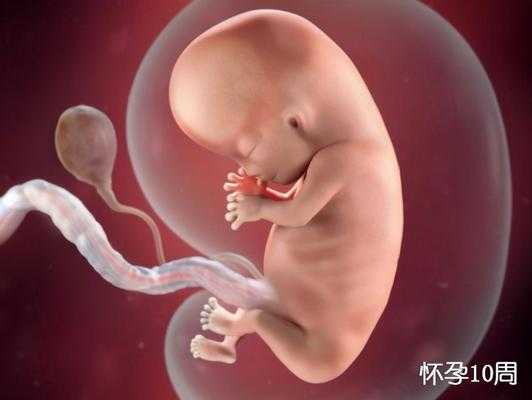 3个半月胎儿图(3个半月胎儿图) 第2张 3个半月胎儿图(3个半月胎儿图) 第2张