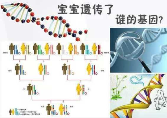 为什么外貌由父方决定,胎儿长相什么时候决定男女 第2张 为什么外貌由父方决定,胎儿长相什么时候决定男女 第2张