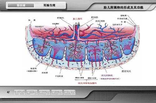 胎儿附属物包括什么,胎儿附属物是指胎儿以外的组织包括哪些 第2张 胎儿附属物包括什么,胎儿附属物是指胎儿以外的组织包括哪些 第2张