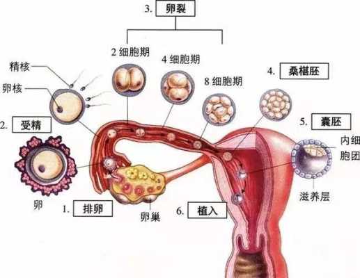 胎儿全或无（胎儿全或无是什么意思）  第1张