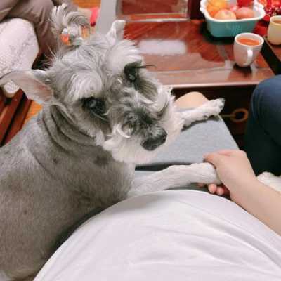 隔壁养狗,老婆怀孕,会不会有什么影响,狗狗受孕期是多少天 第1张 隔壁养狗,老婆怀孕,会不会有什么影响,狗狗受孕期是多少天 第1张