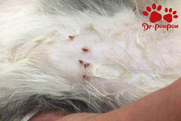 小猫怀孕肚子里有虫子吗,孕妇有蛔虫影响胎儿吗视频 第2张 小猫怀孕肚子里有虫子吗,孕妇有蛔虫影响胎儿吗视频 第2张
