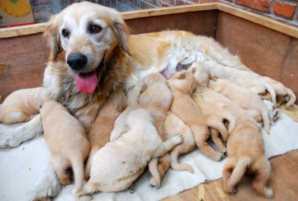 金毛犬的孕期(金毛犬的孕期是多少天) 第2张 金毛犬的孕期(金毛犬的孕期是多少天) 第2张