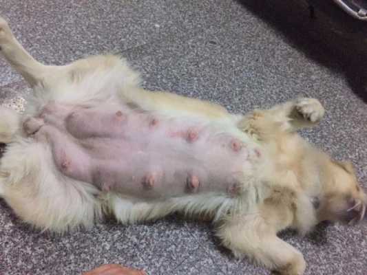 金毛犬的孕期(金毛犬的孕期是多少天) 第1张 金毛犬的孕期(金毛犬的孕期是多少天) 第1张