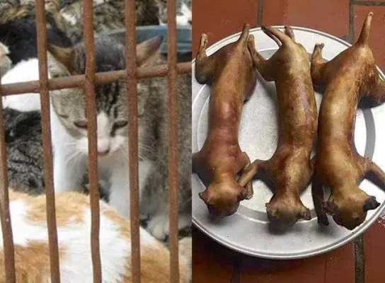 猫肉可以食用吗,孕期吃猫肉有影响吗 第1张 猫肉可以食用吗,孕期吃猫肉有影响吗 第1张