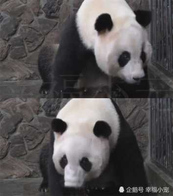 痛苦的孕期(熊猫怀孕为什么会痛苦) 第1张 痛苦的孕期(熊猫怀孕为什么会痛苦) 第1张