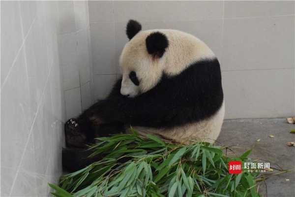 痛苦的孕期(熊猫怀孕为什么会痛苦) 第3张 痛苦的孕期(熊猫怀孕为什么会痛苦) 第3张