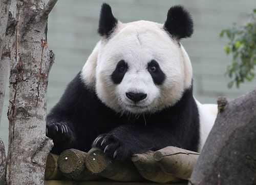 痛苦的孕期(熊猫怀孕为什么会痛苦) 第2张 痛苦的孕期(熊猫怀孕为什么会痛苦) 第2张