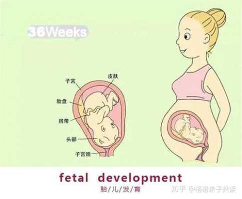 胎动在小腹最下面怎么回事,胎儿在小肚子动正常吗会胎停吗 第2张 胎动在小腹最下面怎么回事,胎儿在小肚子动正常吗会胎停吗 第2张