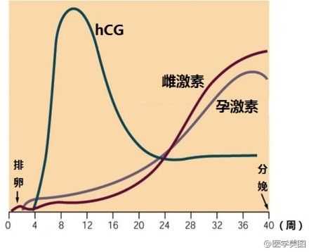 三周是怀孕多少天,孕期三周会有妊娠反应吗 第1张 三周是怀孕多少天,孕期三周会有妊娠反应吗 第1张