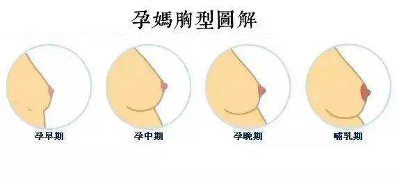 孕期乳房图片(孕妇乳房不一样大怎么回事) 第1张 孕期乳房图片(孕妇乳房不一样大怎么回事) 第1张