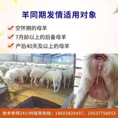 羊孕期多少天(山羊怀孕期是多长时间) 第2张 羊孕期多少天(山羊怀孕期是多长时间) 第2张