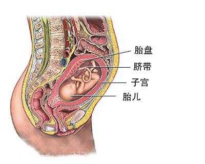 胎儿与胎盘的位置图片(胎儿与胎盘的位置图片 位置图) 第2张 胎儿与胎盘的位置图片(胎儿与胎盘的位置图片 位置图) 第2张