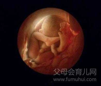8个月的胎儿图片(8个月的胎儿图片 真实) 第2张 8个月的胎儿图片(8个月的胎儿图片 真实) 第2张