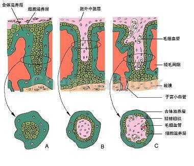 蚋虫绒毛怎么获取,胎儿绒毛提取流程 第1张 蚋虫绒毛怎么获取,胎儿绒毛提取流程 第1张