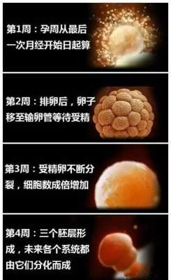 婴儿味觉几个月形成,胎儿的味觉大概在第几周发育完成  第2张