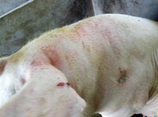 产仔母猪体温多少正常,胎儿产瘤是啥原因 第3张 产仔母猪体温多少正常,胎儿产瘤是啥原因 第3张