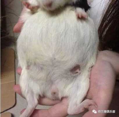 豚鼠怀孕了可以洗澡吗,豚鼠孕期多长时间  第3张