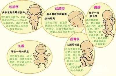 IT是胎儿的什么(IT是胎儿的什么意思) 第1张 IT是胎儿的什么(IT是胎儿的什么意思) 第1张