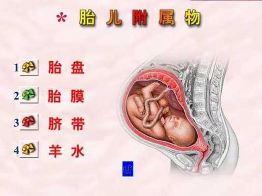 胎儿附属物有哪些呢?生孩子时会一起出来吗,胎儿的附属物有哪些? 第2张 胎儿附属物有哪些呢?生孩子时会一起出来吗,胎儿的附属物有哪些? 第2张