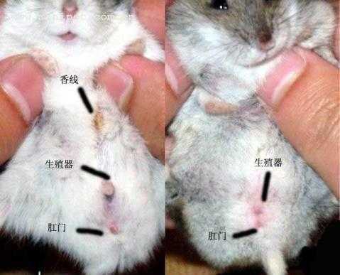 仓鼠生宝宝后老踢宝宝怎么办,胎儿总踢膀胱 第1张 仓鼠生宝宝后老踢宝宝怎么办,胎儿总踢膀胱 第1张