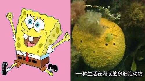 水晶宝宝什么做的,水肿瘤胎儿的原因分析 第2张 水晶宝宝什么做的,水肿瘤胎儿的原因分析 第2张