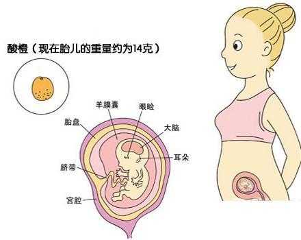 胎儿着床早(胎儿着床早是男孩还是女孩) 第2张 胎儿着床早(胎儿着床早是男孩还是女孩) 第2张