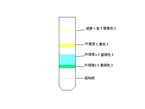 丙酮对胎儿(丙酮对胎儿有影响吗) 第2张 丙酮对胎儿(丙酮对胎儿有影响吗) 第2张